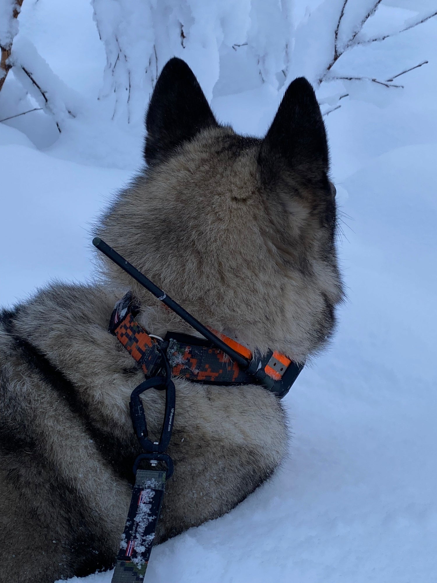 V.I.P - Utstyr til hund